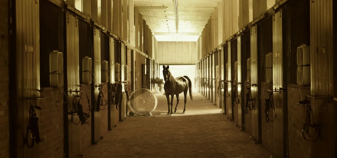 A horse standing in a long barn aisle