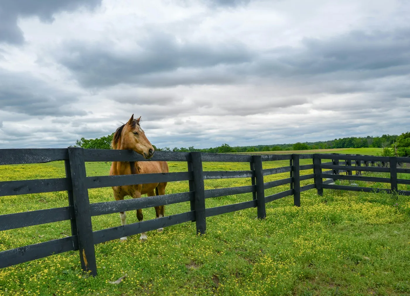 A horse looking over a black fence in a green field